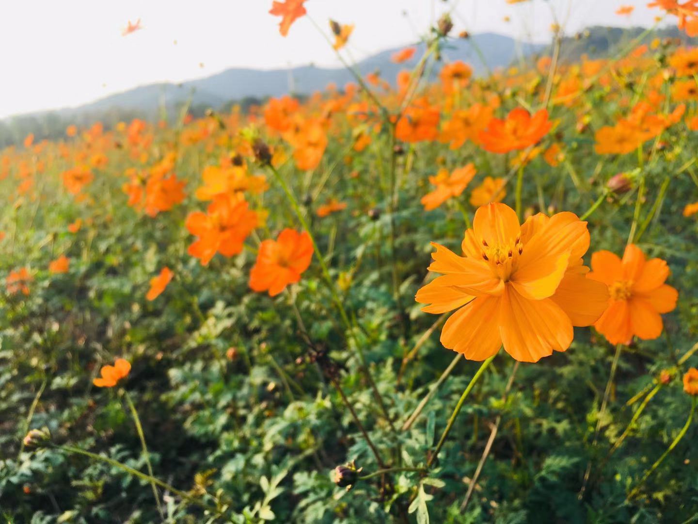 TCҪʲôl͌WvʲôͨôC