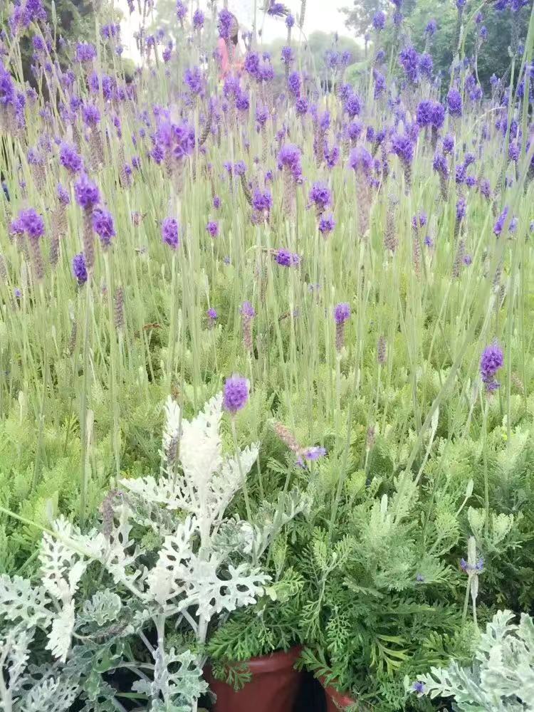 ŮʲôãmŮL(zhng)÷(wn)ҸнĹ